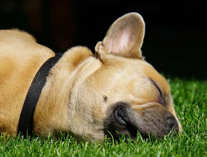 Holistic & Alternative Veterinarian in Amherst