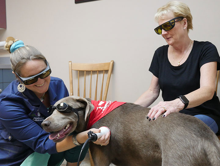 Pet Laser Therapy