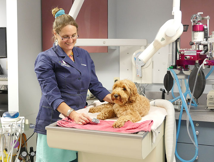 Amherst Pet Dentists
