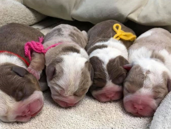 Canine Reproduction Veterinarian